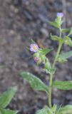 Nonea versicolor