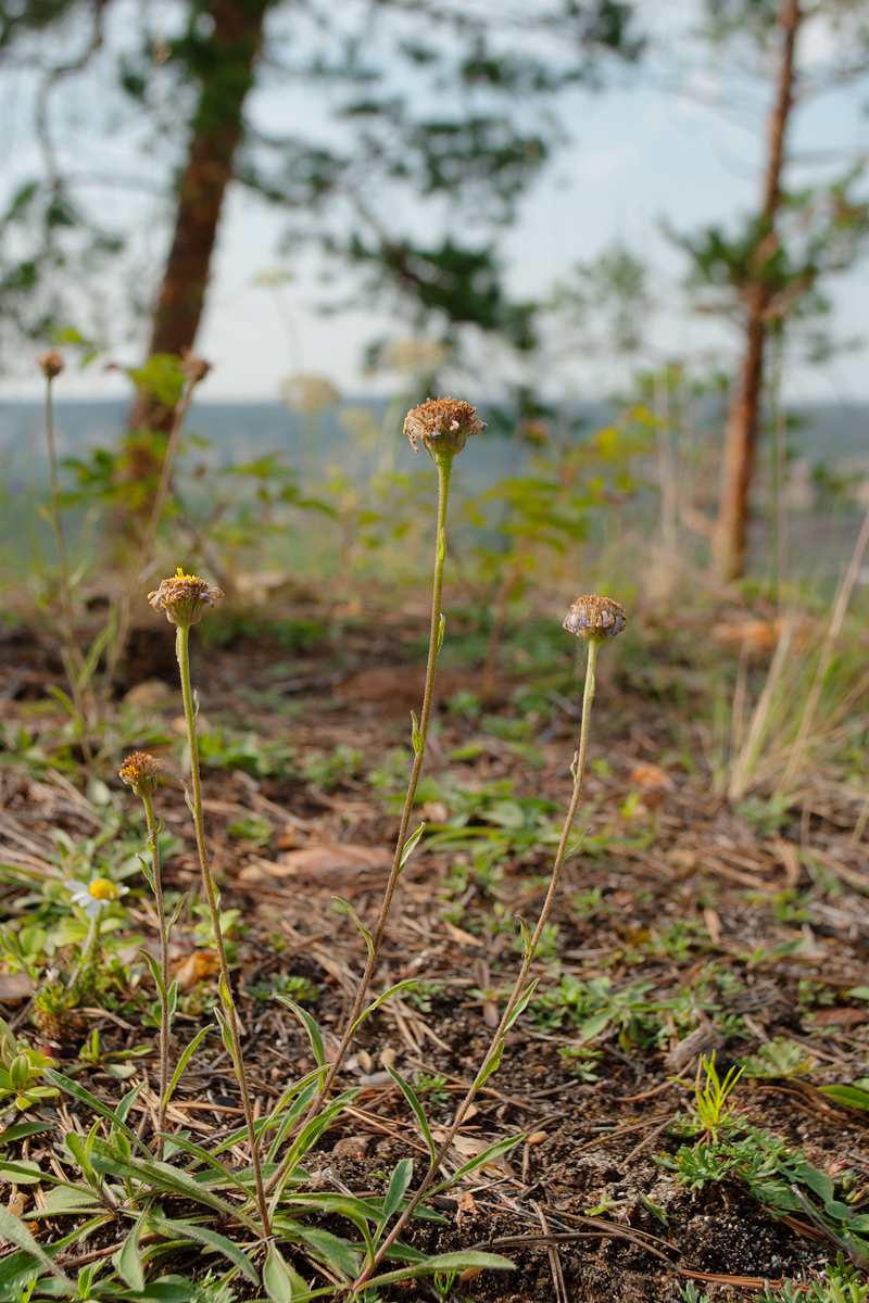 Image of Aster alpinus specimen.