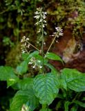 Circaea lutetiana