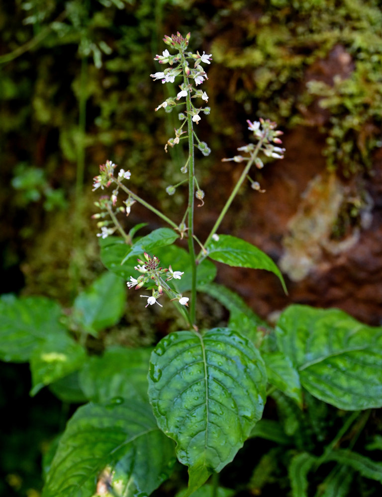 Изображение особи Circaea lutetiana.