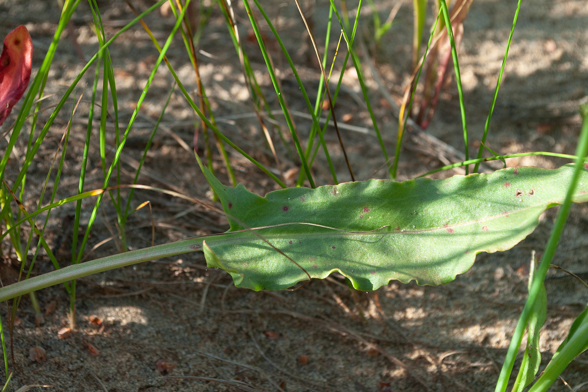 Image of Rumex thyrsiflorus specimen.