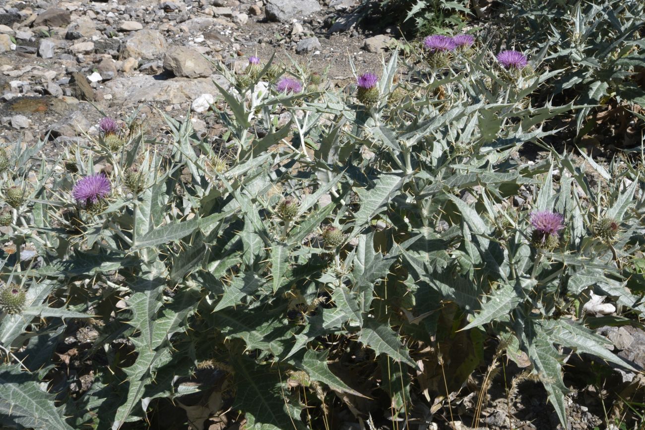 Image of Cirsium argillosum specimen.
