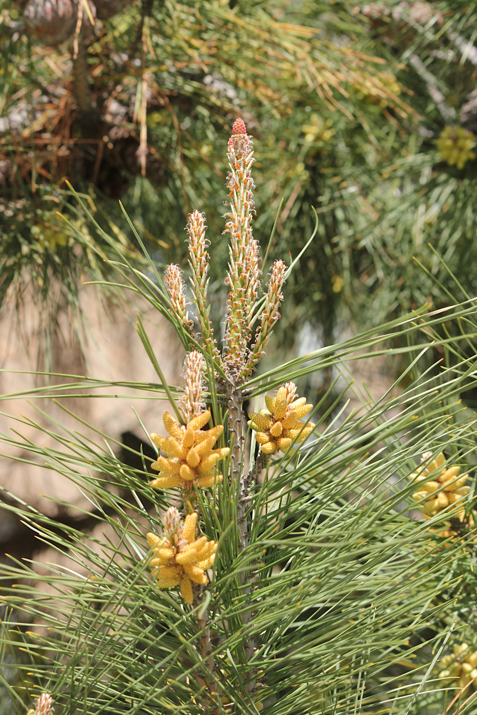 Image of Pinus pityusa specimen.