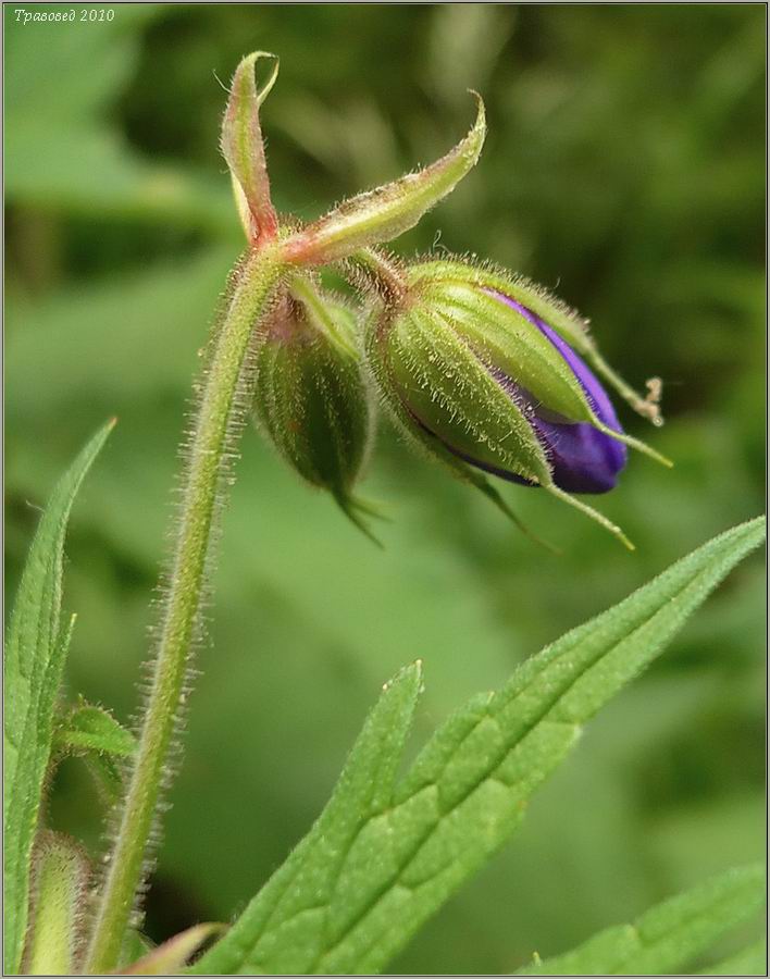 Image of Geranium pratense specimen.