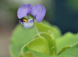 genus Commelina. Цветок. Таиланд, Бангкок, Донмыанг, жилой квартал, заросший газон. 11.09.2023.