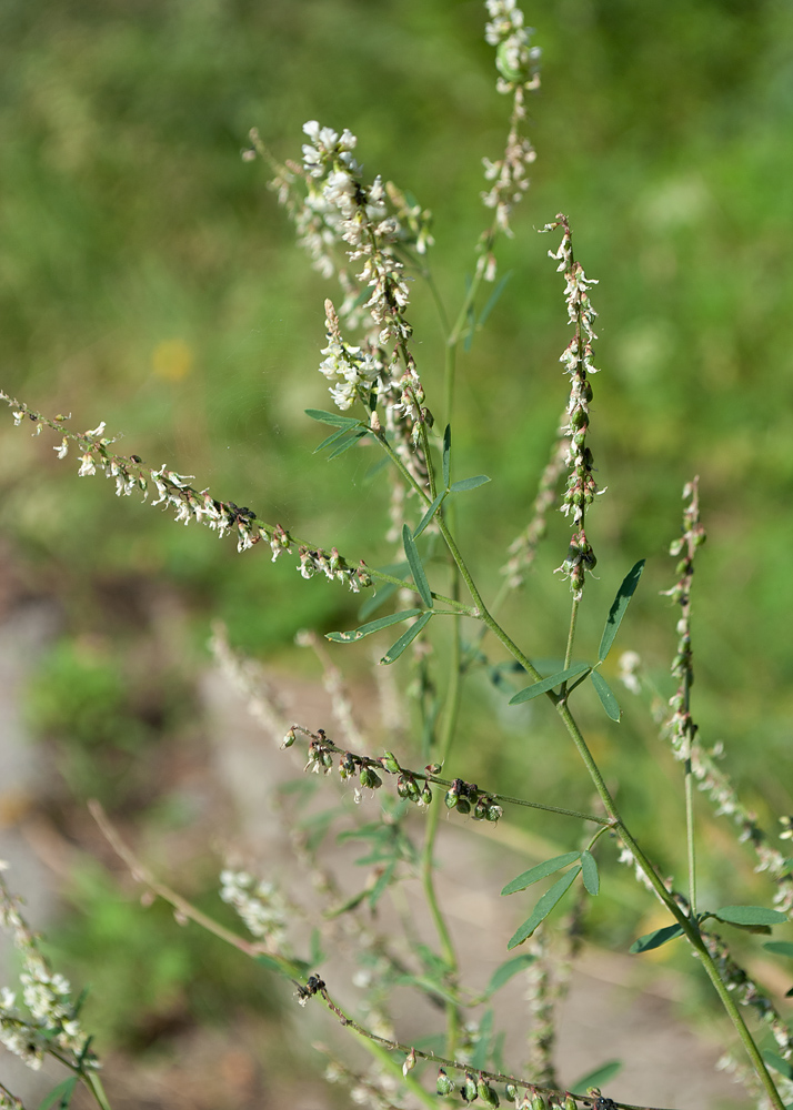 Изображение особи Melilotus albus.