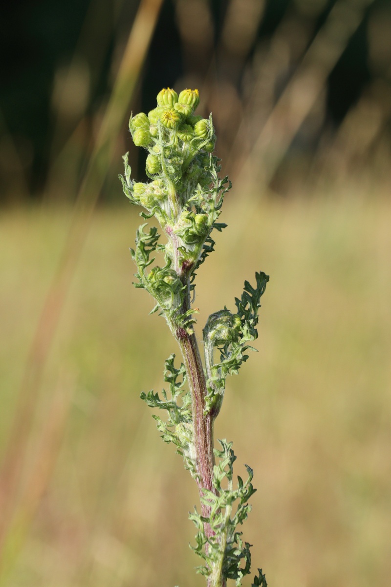 Изображение особи Senecio jacobaea.