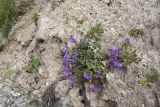 Campanula andina