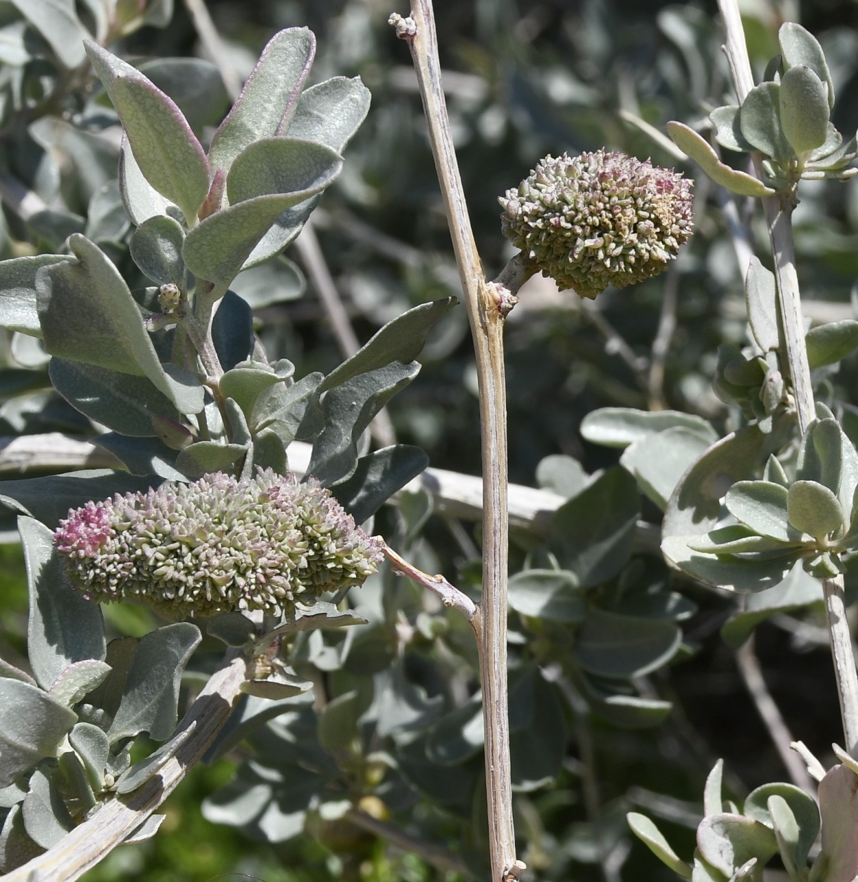 Изображение особи семейство Chenopodiaceae.