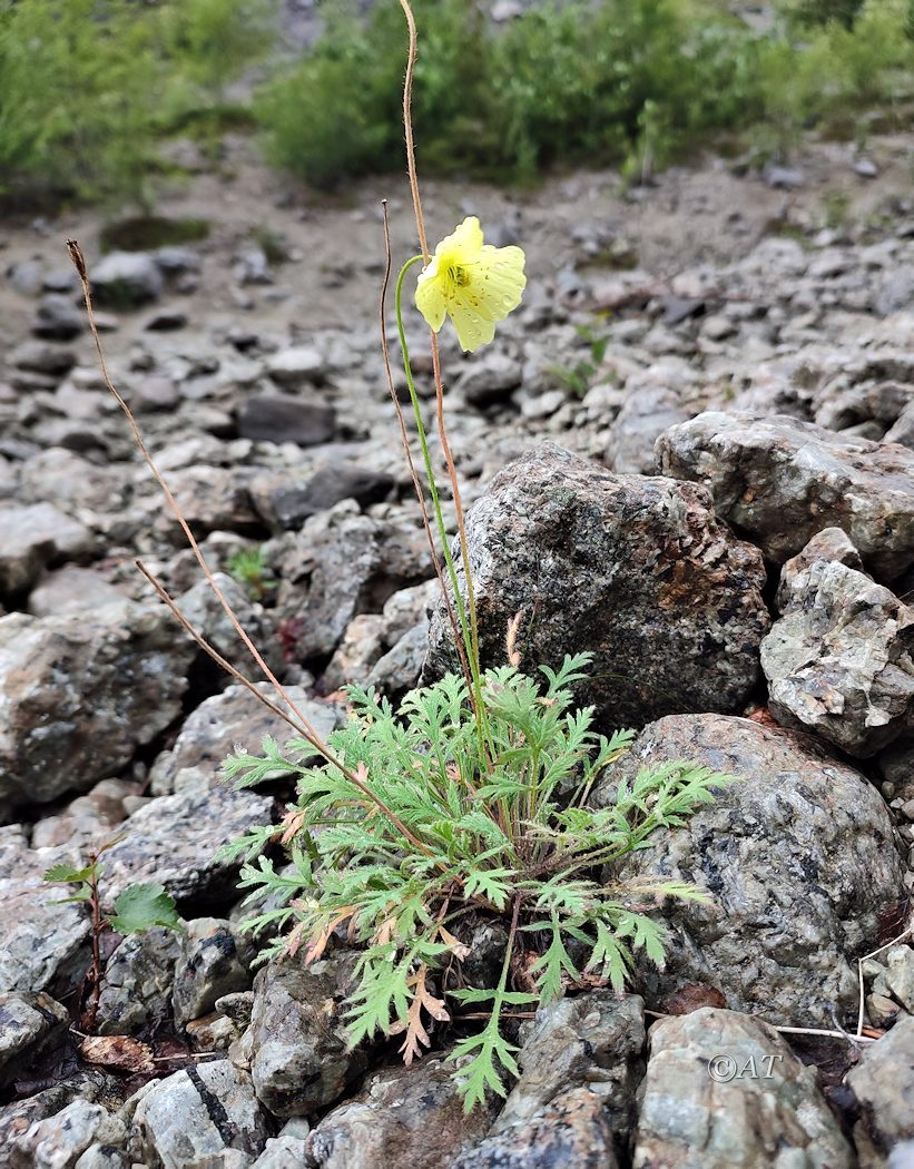 Image of Papaver lapponicum specimen.