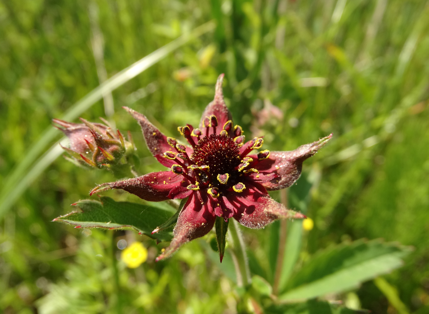 Image of Comarum palustre specimen.