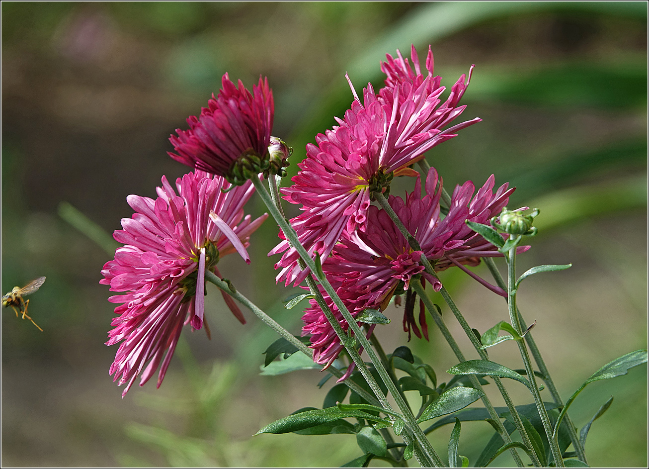 Image of Chrysanthemum indicum specimen.