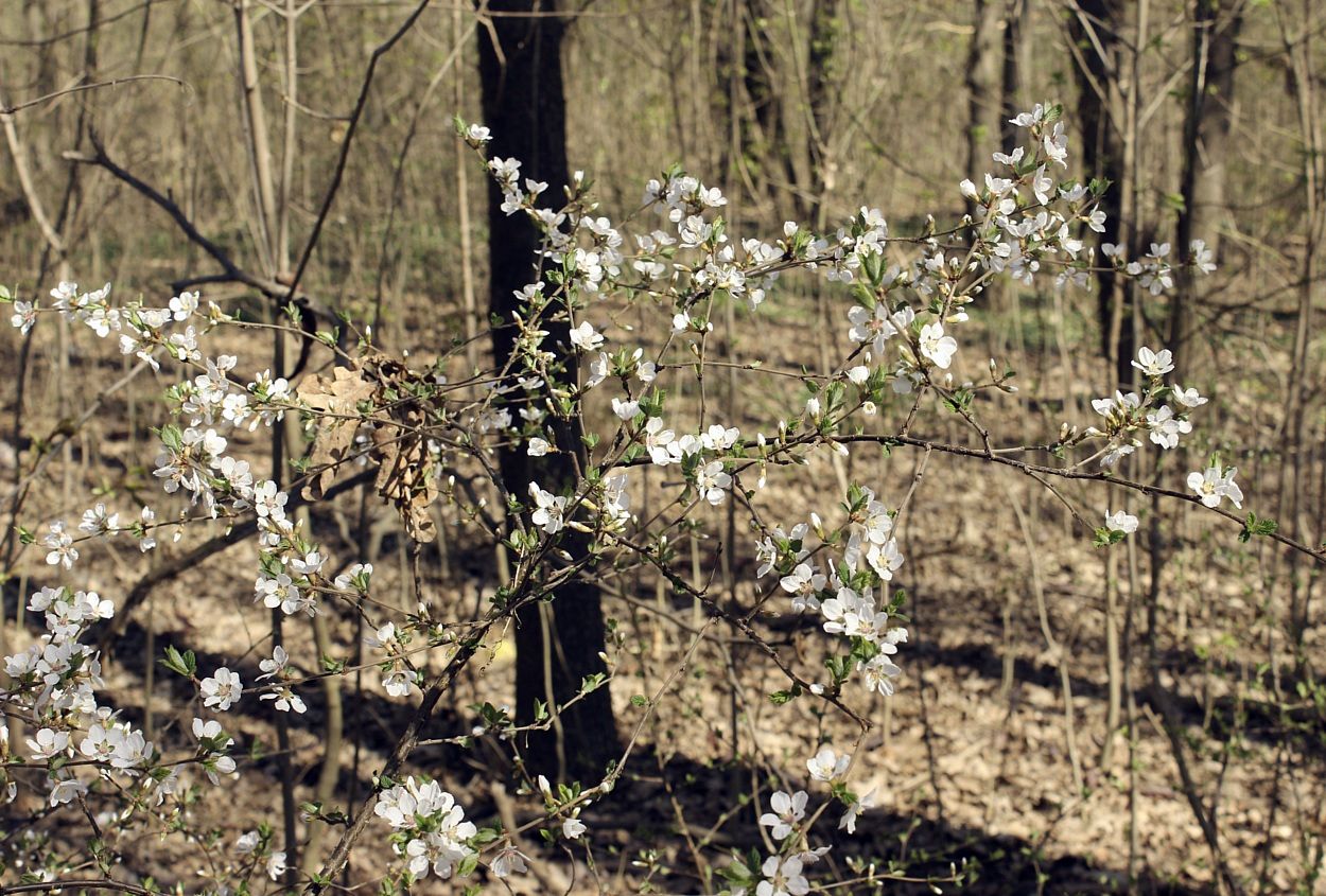 Изображение особи Cerasus tomentosa.