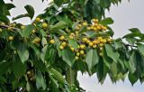 Cerasus avium. Часть ветви с плодами. Грузия, Самцхе-Джавахети, г. Ахалцихе, в культуре. 12.06.2023.