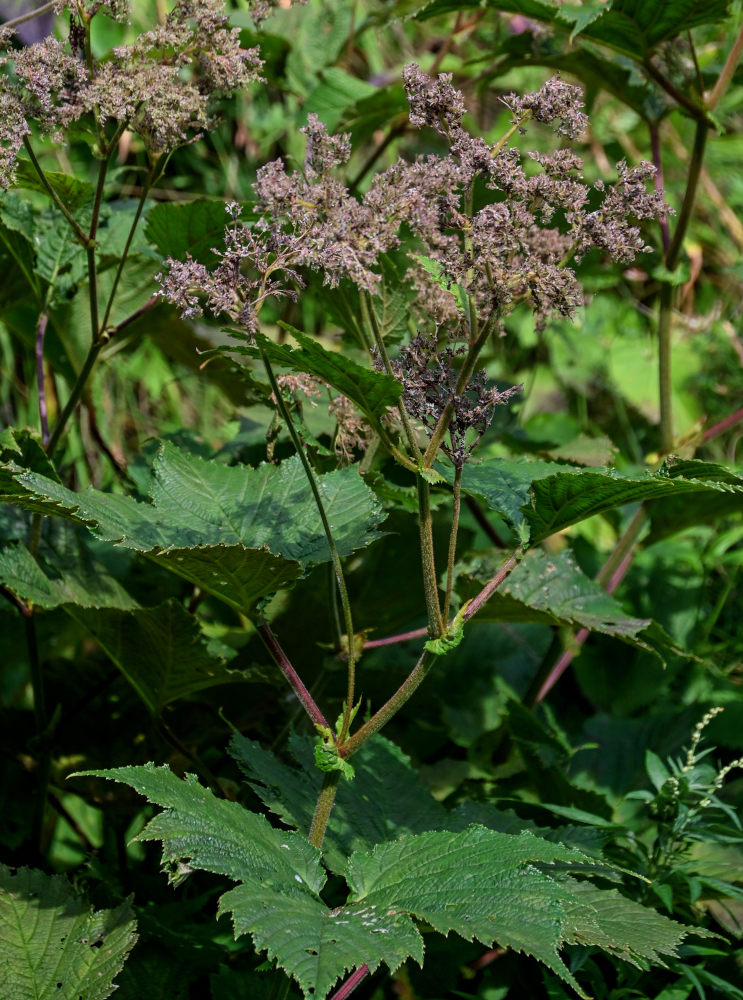 Изображение особи Filipendula camtschatica.