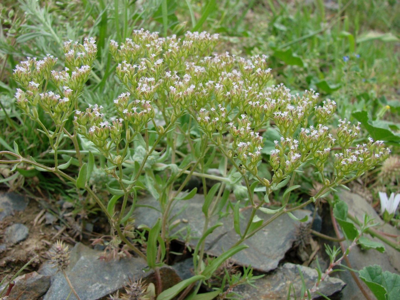 Image of Valerianella plagiostephana specimen.