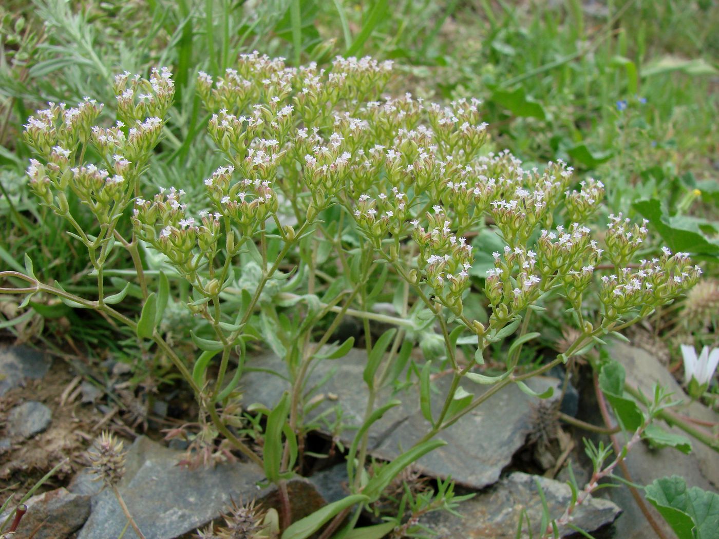 Изображение особи Valerianella plagiostephana.