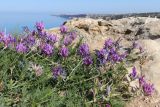 Astragalus onobrychis