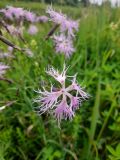 Dianthus superbus