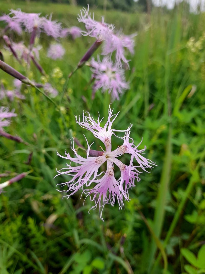 Image of Dianthus superbus specimen.