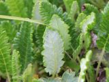 Dryas caucasica. Листья (видны обе поверхности). Дагестан, каменистая бровка верхнего Гунибского плато, ок. 2300 м н.у.м., субальпийская петрофитно-луговая группировка. 22.06.2022.