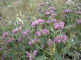 Phlomis taurica