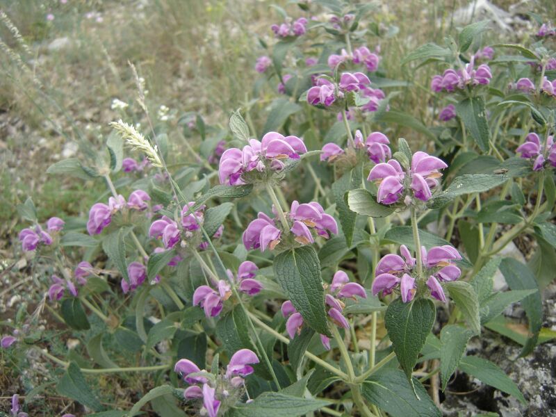 Image of Phlomis taurica specimen.