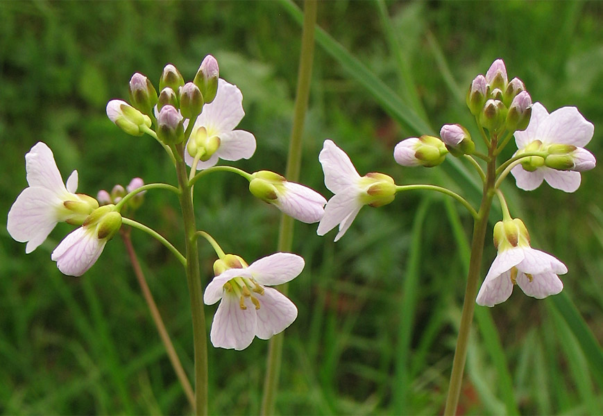 Изображение особи Cardamine pratensis.