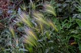 Hordeum jubatum