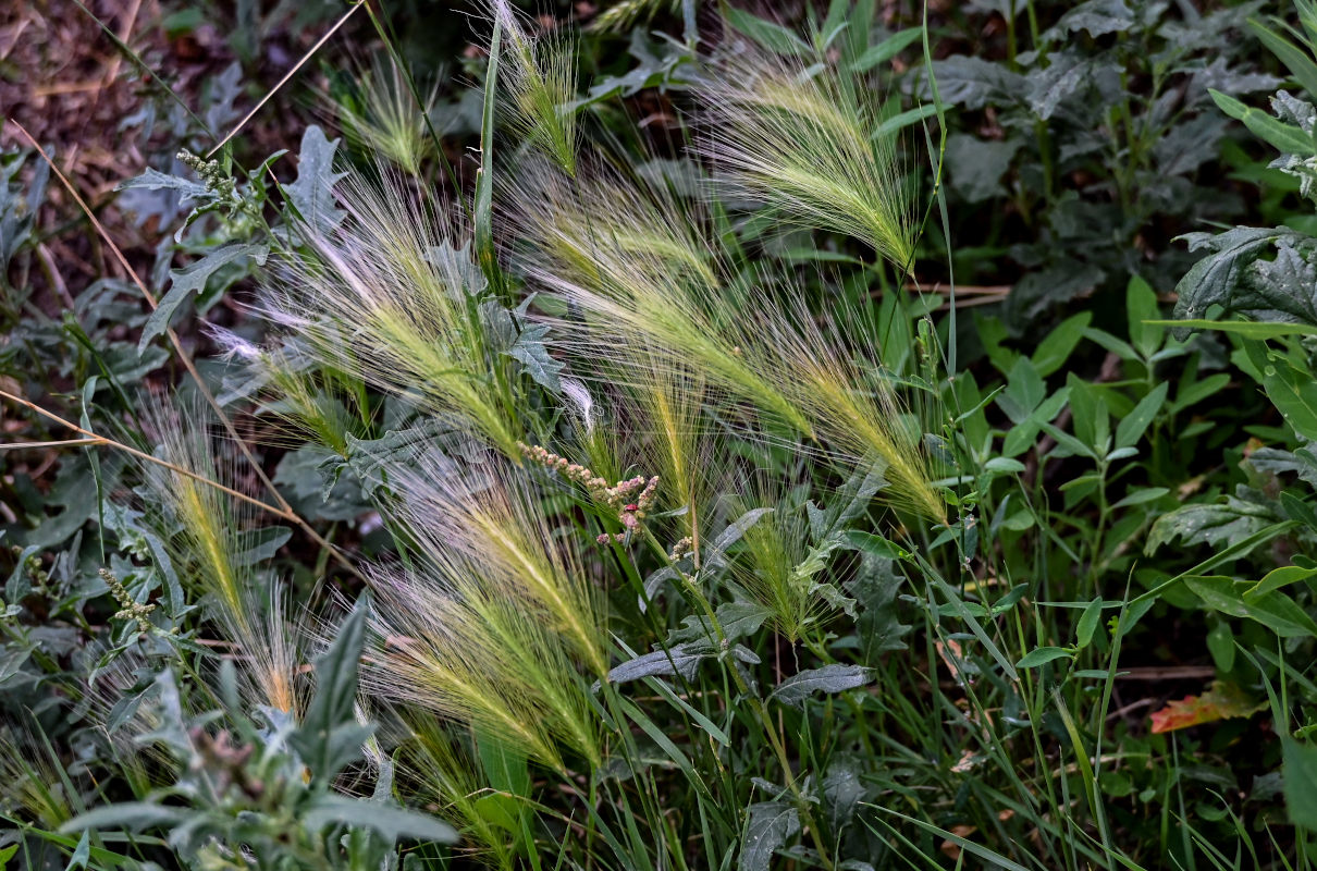 Image of Hordeum jubatum specimen.