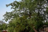 Gleditsia sinensis. Крона и часть ствола плодоносящего дерева. Китай, провинция Шэньси, г. Сиань, в культуре. 11.06.2024.
