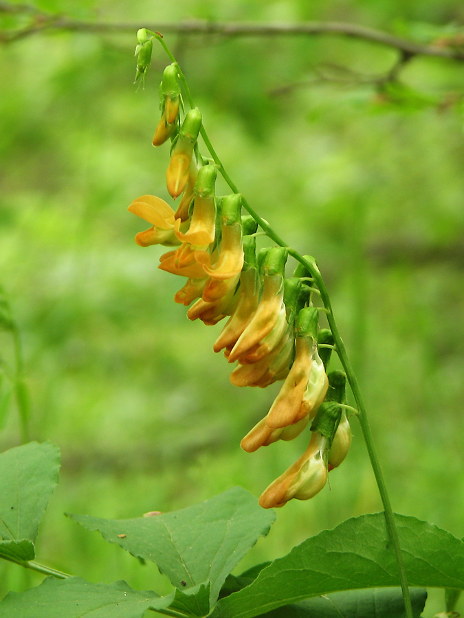 Image of Lathyrus aureus specimen.