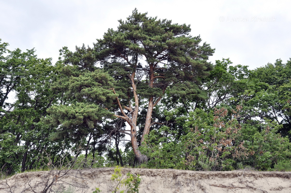 Image of genus Pinus specimen.