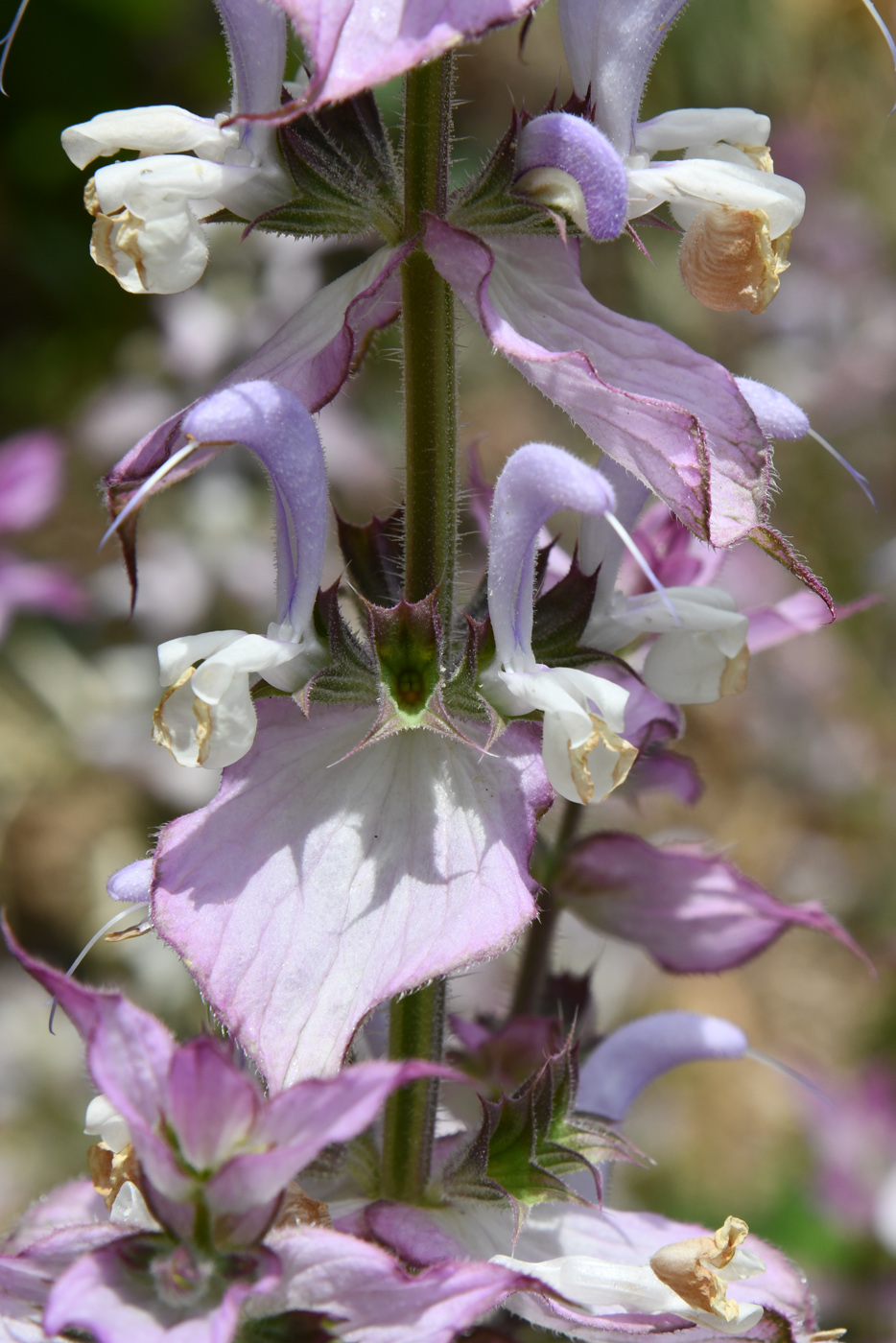 Изображение особи Salvia sclarea.