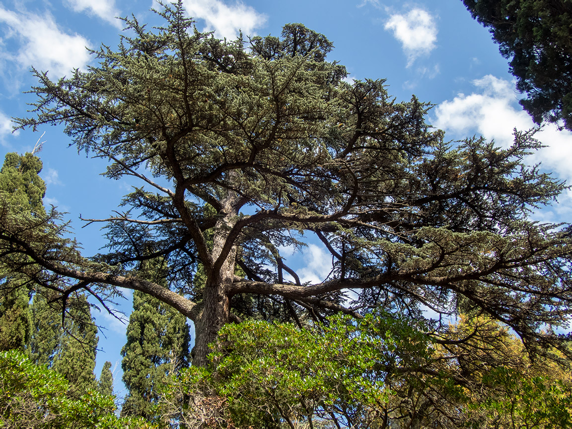 Изображение особи Cedrus libani.