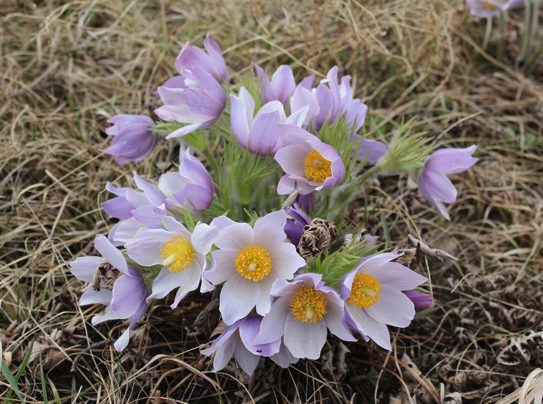 Image of Pulsatilla multifida specimen.