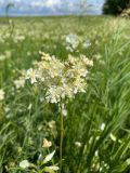 Filipendula vulgaris