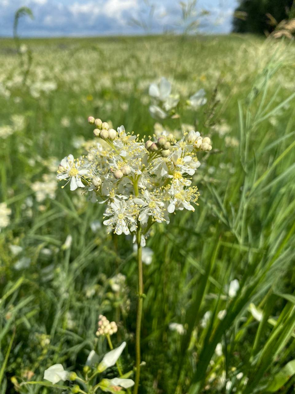 Image of Filipendula vulgaris specimen.