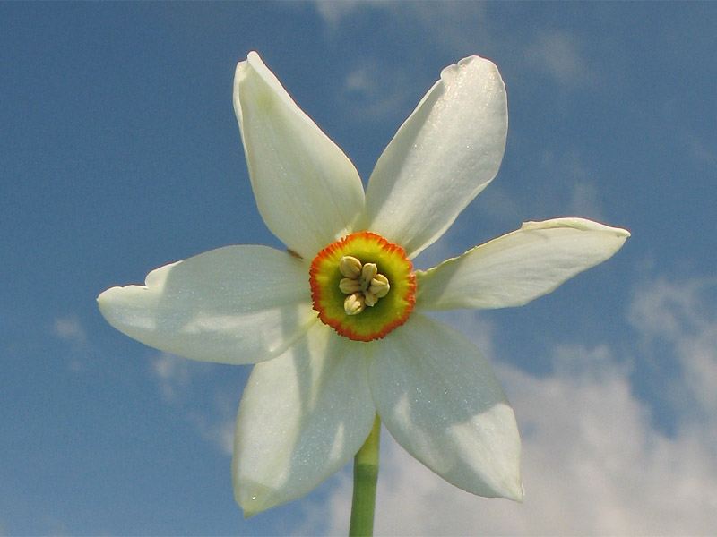 Изображение особи Narcissus angustifolius.