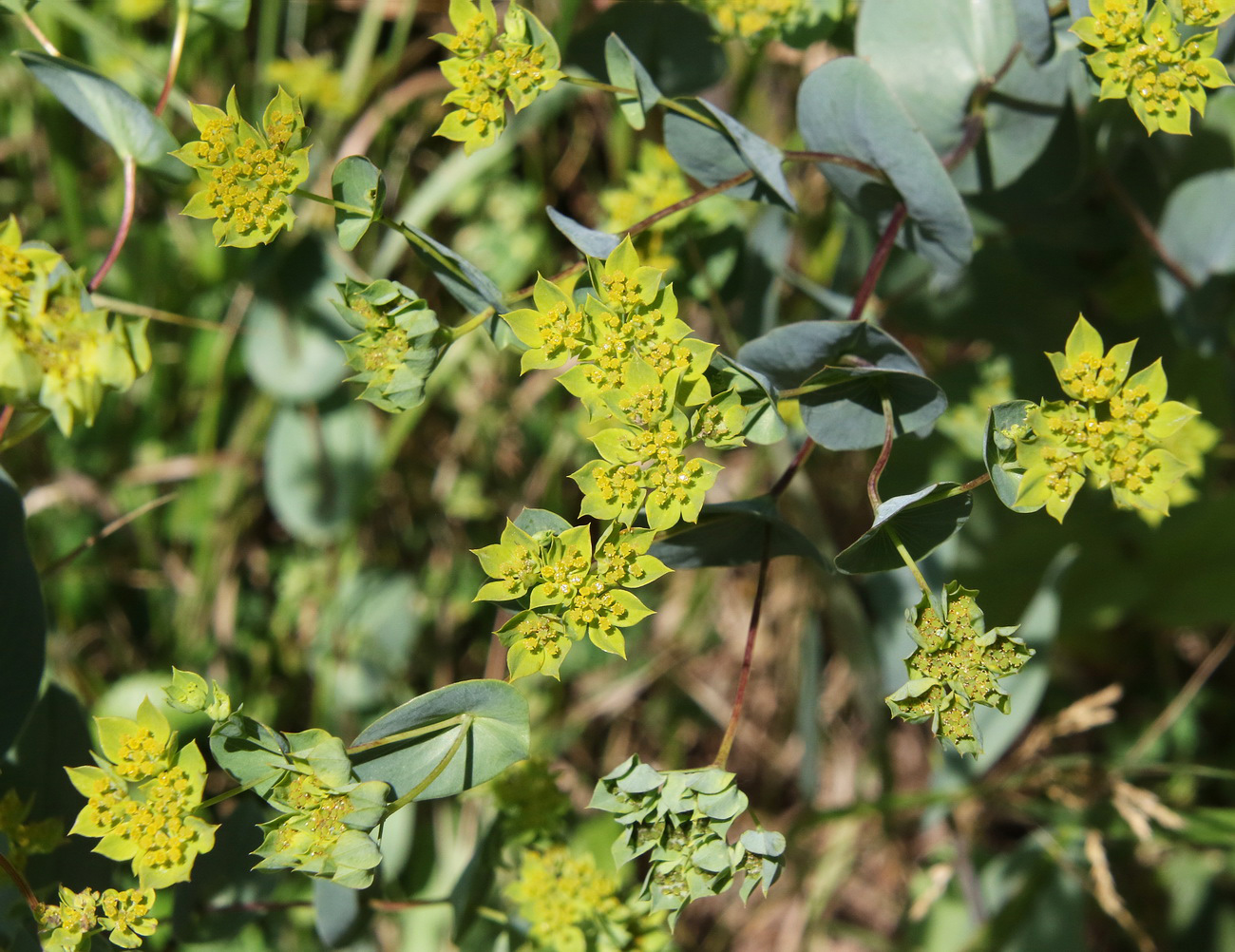 Image of Bupleurum rotundifolium specimen.
