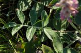 Hedysarum argyrophyllum