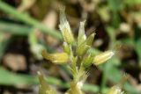 Cerastium glomeratum