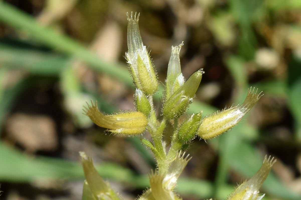 Image of Cerastium glomeratum specimen.