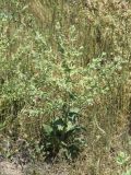 Salvia macrosiphon. Цветущее и плодоносящее растение. Узбекистан, г. Ташкент, пос. Улугбек, санитарно-защитная зона, глинистый склон. 31.05.2015.