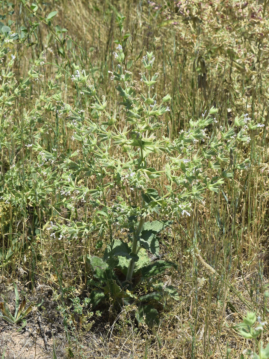 Image of Salvia macrosiphon specimen.