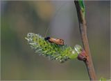 Salix caprea. Женское соцветие с питающейся Adela cuprella (Моль длинноусая). Московская обл., Раменский р-н, окр. ж.-д. платформы Хрипань, залежь. 08.05.2013.