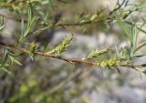 Salix eleagnos