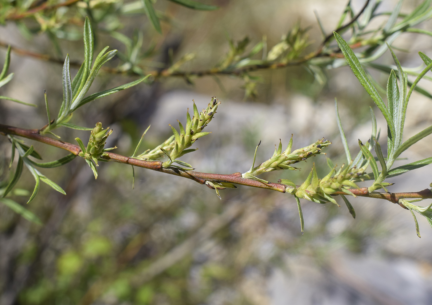 Image of Salix eleagnos specimen.