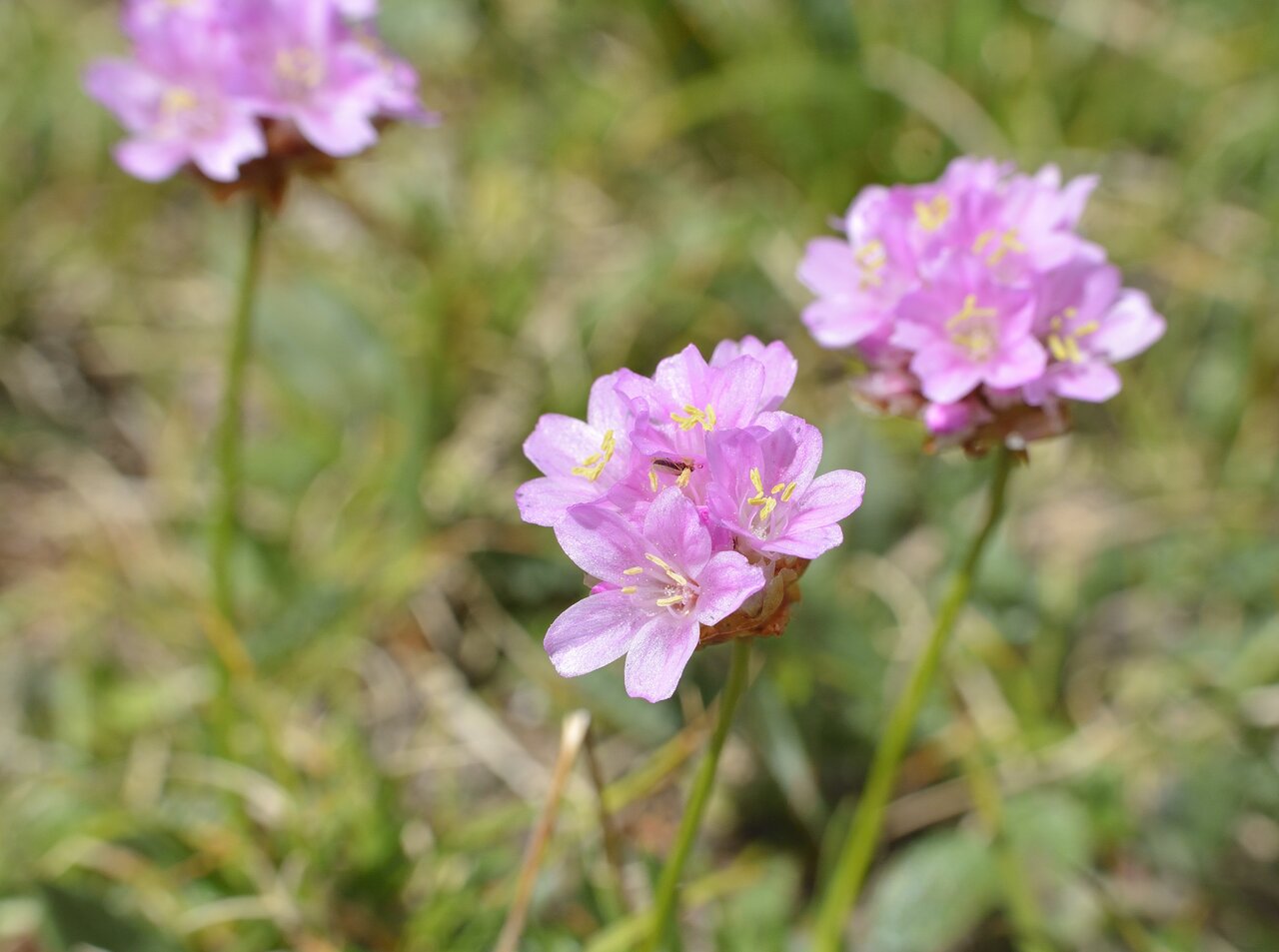 Image of Armeria alpina specimen.