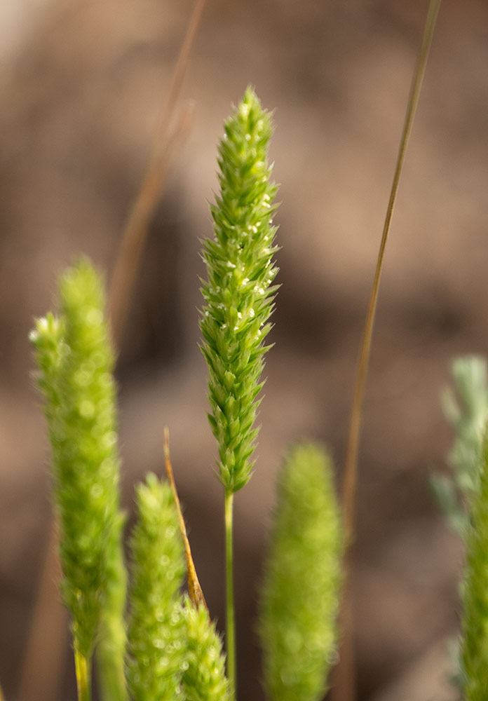 Изображение особи семейство Poaceae.